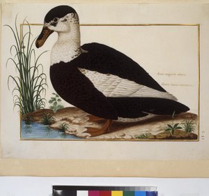  作者 埃里希·莱辛