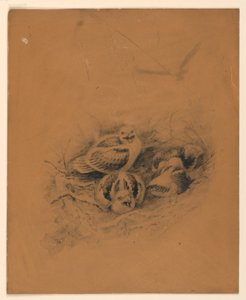 鸟类 作者 查尔斯斯克里布纳之子，纽约，纽约，美国