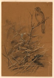 松雀 作者 查尔斯斯克里布纳之子，纽约，纽约，美国