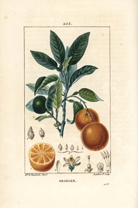 Bigaradier, Orange, Citrus aurantium，有树枝、叶子、花、成熟和未成熟的果实，以及果实的剖面。小兰伯特根据Ernestine Panckoucke的画作进行的手绘硬笔铜版画，该画作出自Chaumeton, Poiret和Chamberet的""。