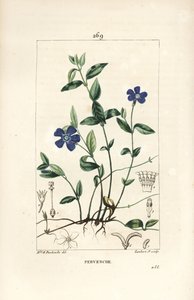 小长春花 - 小长春花，Vinca minor，有花、叶、茎、根和种子。小Lambert根据Ernestine Panckoucke的画作进行的手绘立体铜版画，该画作出自Chaumeton, Poiret和Chamberet的《La Flore Medicale》，P