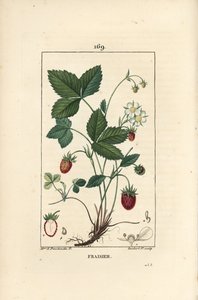 草莓栽培 - 草莓、草莓、花、叶、成熟的果实、根和果实部分。 手绘点画铜版画由 Lambert Junior 雕刻，来自 Chaumeton, Poiret et Chambere 的 Ernestine Panckoucke 的画作