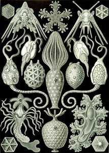 Amphoridea 插图，选自 1904 年 "Kunstformen der Natur"（石版印刷）。 作者 恩斯特（后）海克尔
