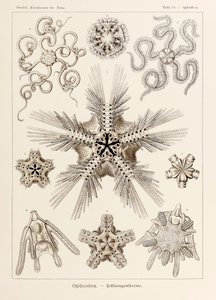 图版 10 蛇尾鸟 (Ophiothrix Ophiodea)，出自恩斯特·海克尔 (Ernst Haeckel) 所绘的《自然艺术形式》（1834-1919 年）