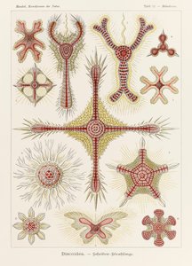图 11 Heliodiscus Discoidea，选自恩斯特-海克尔（1834-1919 年）绘制的《自然中的艺术形式》（Kunstformen der Natur）。