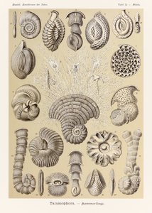 图版 12 米利奥拉·塔拉莫佛拉 (Miliola Talamophora)，出自恩斯特·海克尔 (Ernst Haeckel)（1834-1919 年）所绘的“自然艺术形式” 作者 Ernst Haeckel