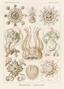 图版 16 Pegantha Narcomedusae 选自恩斯特·海克尔（Ernst Haeckel，1834-1919 年）绘制的“自然艺术形式”
