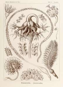 图 19 Pennatula Pennatulida，选自恩斯特-海克尔（1834-1919 年）绘制的《自然中的艺术形式》（Kunstformen der Natur）。