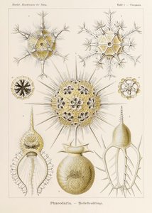 插图 1 Circogonia Phaeodaria，选自恩斯特-海克尔（1834-1919 年）绘制的《自然中的艺术形式》（Kunstformen der Natur）。