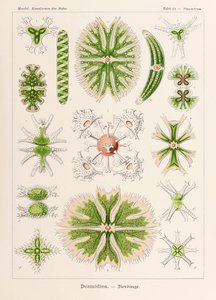 图版 24 Staurastrum Desmidiea，选自恩斯特·海克尔（Ernst Haeckel，1834-1919 年）绘制的“自然艺术形式”