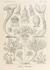 图 3 Stentor Ciliata，选自恩斯特-海克尔（1834-1919 年）绘制的《自然中的艺术形式》（Kunstformen der Natur）。