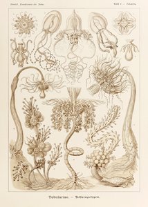图版 6 Tubuletta Tubulariae，选自恩斯特·海克尔（Ernst Haeckel，1834-1919 年）绘制的“自然艺术形式”