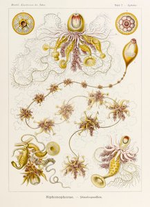 图 7 Epibulia Siphonophorae，选自恩斯特-海克尔（1834-1919 年）绘制的《自然中的艺术形式》（Kunstformen der Natur）。