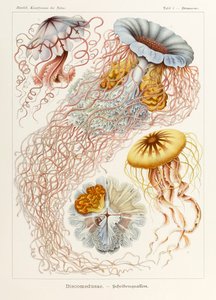 图版 8 Desmonema Discomedusae 选自恩斯特·海克尔（Ernst Haeckel，1834-1919 年）绘制的“自然艺术形式”