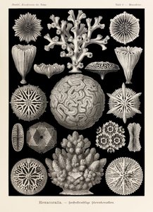 图版 9 Maeandrina Hexacoralla，选自恩斯特·海克尔（Ernst Haeckel，1834-1919 年）绘制的“自然艺术形式”