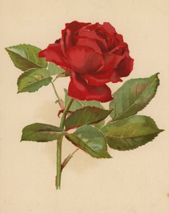 花园红玫瑰 作者 埃塞尔·C·尼斯贝特