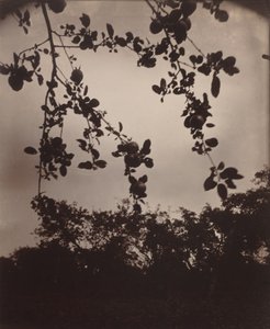 苹果树枝，1922/1923 年（照片） 作者 欧仁·阿格特