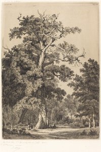 布洛涅森林中的古橡树，1855年。