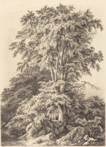 榉树林，1840年。 作者 尤金·布莱
