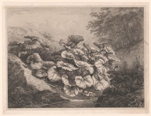 格鲁特·霍夫布拉德 伟大的款冬 Vier grote plant soorten（系列标题） 四大植物（系列名） 作者 尤金·布莱