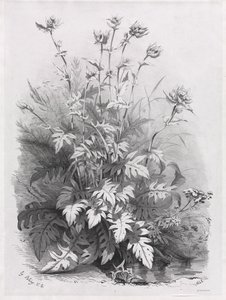 根据大自然描绘的各种植物群：  第 7 期