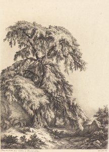 杜松树，1840年。