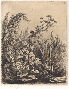La petite berle aux liserons 小水芹与捆扎草，1849年出版。 作者 尤金·布莱