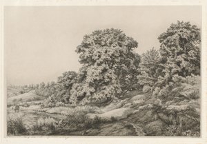 池塘边的橡树，1852年。