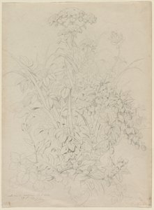 植物研究 作者 尤金·布莱