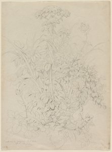 植物研究，1857年。
