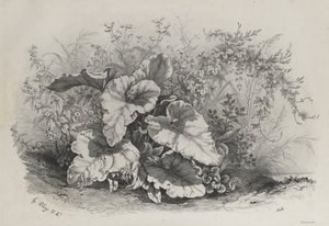 根据大自然绘制和平版印刷的各种植物组的植物研究（Groupes de Plantes varies dessinées sur Nature et lithographiées...） 作者 尤金·布莱