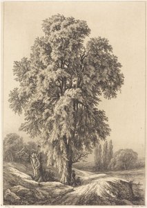 榆树》，1840年。