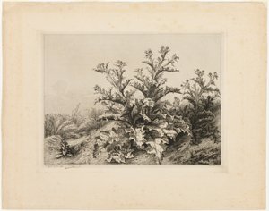 大蓟，《四大植物》第三版 作者 尤金·布莱