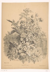 红番茄
西红柿和玫瑰（物体上的标题）
开花的植物（系列名称）
Guide industrialriel d