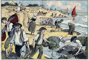 Thouais海岸线上的居民正在收获贻贝。布列塔尼，菲尼斯特（29），克纳维尔。丹布兰斯的插图。在8月31日的 "Le Pelerin "中 作者 尤金·丹布拉斯