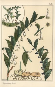 所罗门海豹（Polygonatum multiflorum）的植物学插图 作者 尤金·格拉塞