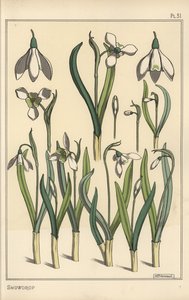 Botanical illustration of a snowdrop, Galanthus nivalis 作者 尤金·格拉塞