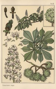 板栗树植物学研究 作者 尤金·格拉塞