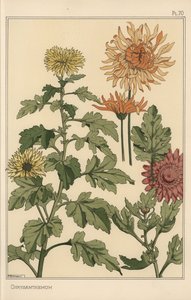 菊花植物学研究 作者 尤金·格拉塞