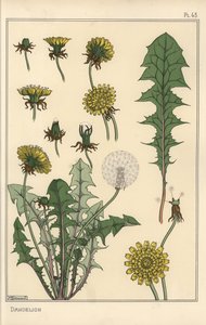 蒲公英植物学研究