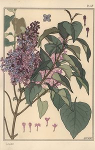 Lilac botanical study. 作者 尤金·格拉塞