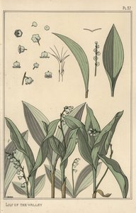 铃兰，植物学研究 作者 尤金·格拉塞