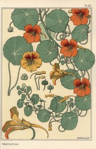 金莲花植物学研究 作者 尤金·格拉塞