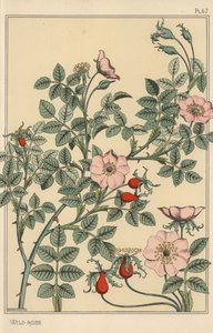 野生玫瑰的植物学研究 作者 尤金·格拉塞