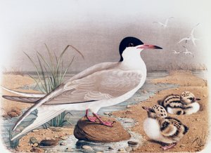 普通燕鸥（Sterna hirundo），由Oscar Dressler雕刻，出自《伦巴第地区鸟类筑巢的自然史》，作者Eugenio Bettoni（1845-1898），意大利