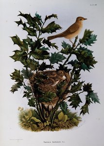 花园莺（Sylvia hortensis），由Oscar Dressler雕刻，出自意大利Eugenio Bettoni（1845-1898）的《伦巴第鸟巢自然史》。