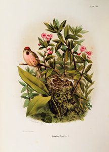 来自Eugenio Bettoni的 "伦巴第地区鸟类筑巢自然史 "的插图，表现了普通红雀Carduelis flammea家族，由Oscar Dressler绘制。