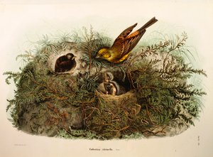 Eugenio Bettoni的 "伦巴第地区鸟类筑巢的自然史 "中的插图，表现了Yellowhammer Emberiza citrinella，由Oscar Dressler绘制。