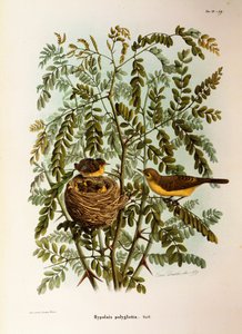 Eugenio Bettoni的 "伦巴第地区鸟类筑巢的自然史 "中的插图，表现了Melodious Warbler Hippolais polyglotta，由Oscar Dressler绘制。