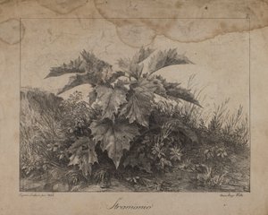 金雀花 作者 欧金尼奥·兰迪西奥（Eugenio Landesio）